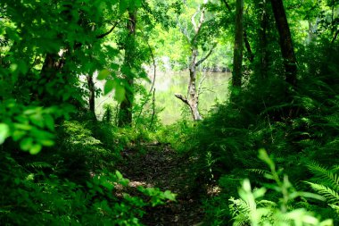 Bunu Louisiana 'daki Atchafalaya Havzası' nın Hint Bataklığı bölgesinde yürüyüş yaparken çektim. Bu Oxbow Patikası 'nda, bu patika küçük bir gölün etrafını sarıyor. Büyük doğa alanı.
