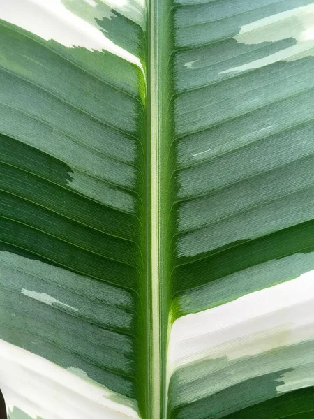Musa Florida Variegated Leaves Background Texture — Stock Photo, Image