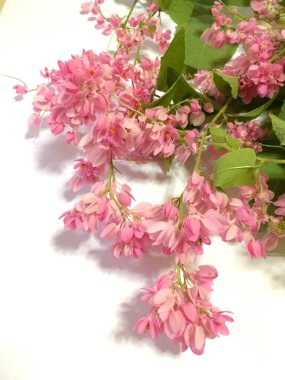 Mercan Vine ya da Antigonon Leptopus Leptopus Çiçeği beyaza yakın