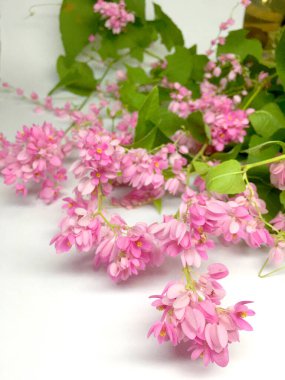 Mercan Vine ya da Antigonon Leptopus Leptopus Çiçeği beyaza yakın