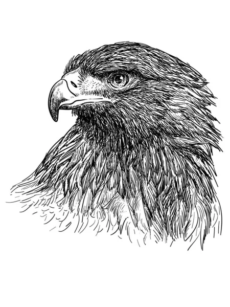 Head Bald Eagle Hand Draw Monochrome White Background Vector — Stock Vector