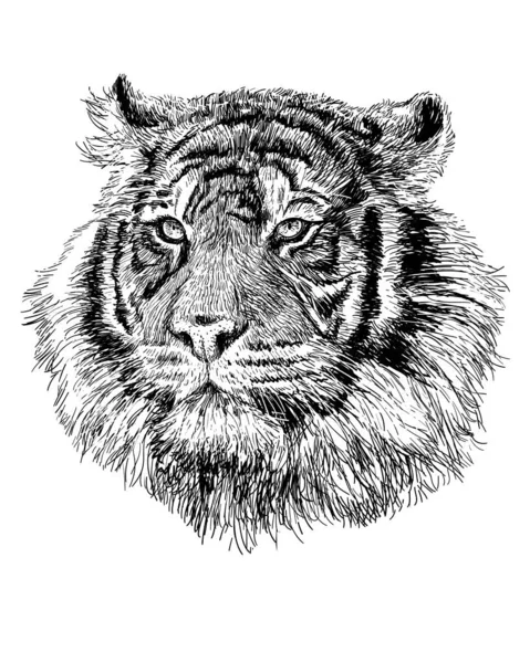 Tigre Cabeza Mano Dibujar Boceto Línea Negra Vector Fondo Blanco — Vector de stock