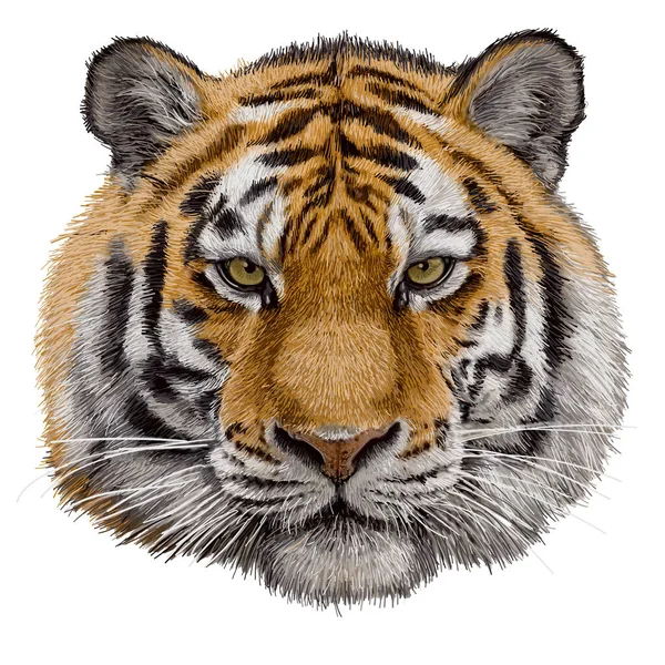 Tiger Head Hand Draw Paint Color White Background Vector — Stockový vektor