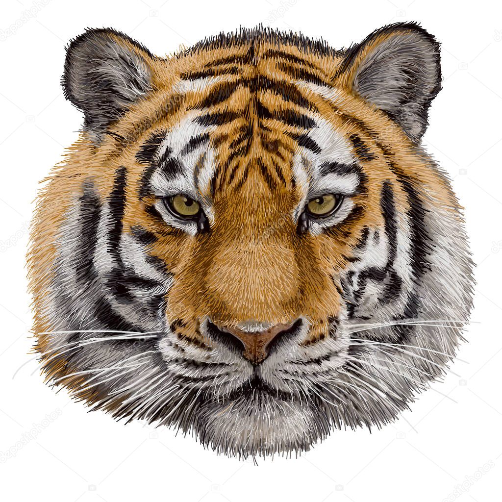 Tiger head hand draw and paint color on white background vector