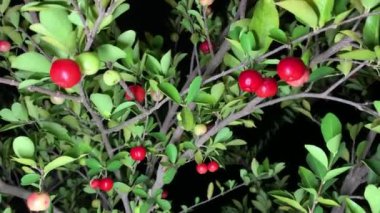 Akşam videosunda bahçemdeki ağaçlarda bir sürü acerola kirazı vardı.