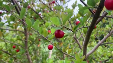 Akşam videosunda bahçemdeki ağaçlarda bir sürü acerola kirazı vardı.