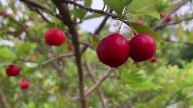Akşam videosunda bahçemdeki ağaçlarda bir sürü acerola kirazı vardı.