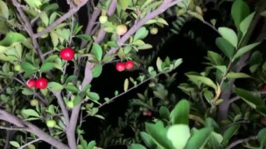 Akşam videosunda bahçemdeki ağaçlarda bir sürü acerola kirazı vardı.