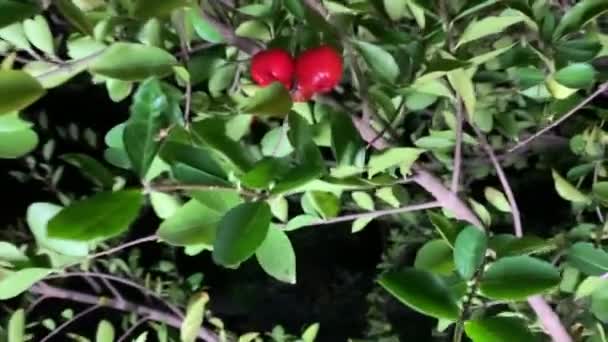 Montón Cerezas Acerola Los Árboles Jardín Video Noche — Vídeos de Stock