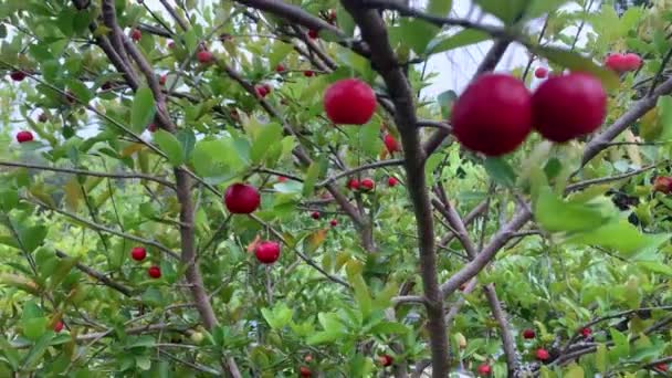 Sok Acerola Cseresznye Kertemben Esti Videóban — Stock videók