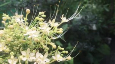 Başlık: yağmur mevsiminde bahçede açan 'alba' panikleyen katip davulu videosu.