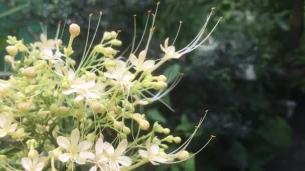 Title Video Clerodendrum Paniculata Alba Blooming Garden Rainy Season — Stock video