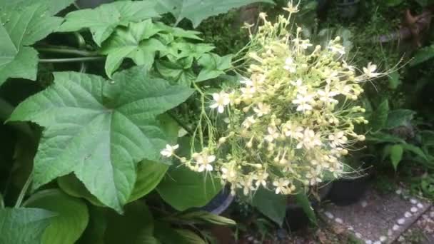 Título Video Clerodendrum Paniculata Alba Floreciendo Jardín Durante Temporada Lluvias — Vídeo de stock