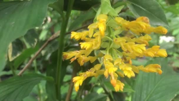 Video Yellow Ginger Flowers Blooming Garden Rainy Season — Stockvideo