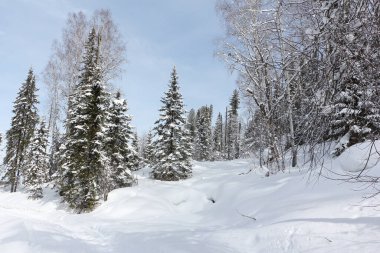 Kışın ormandaki karlı köknar ağaçları, Tulun-Tuu dağının zirvesine giden yol, Altai Cumhuriyeti, Rusya