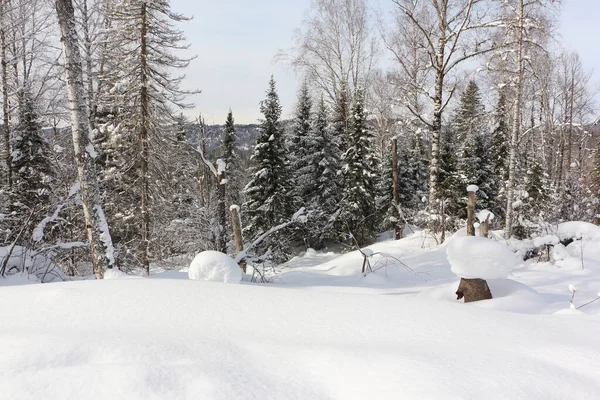 冬の森の中の雪のモミの木は トゥルンの頂上への道 ツウ山 アルタイ共和国 ロシア — ストック写真