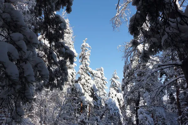 冬の森の中の雪の松 ロシアのアルタイ準州Belokurikha町 — ストック写真