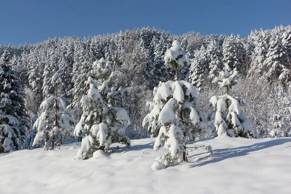Kışın karlı kozalaklı ağaçlar, Belokurikha kasabası, Altai Bölgesi, Rusya 
