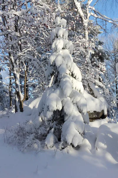 Pino Nevado Bosque Invierno Ciudad Belokurikha Territorio Altai Rusia —  Fotos de Stock