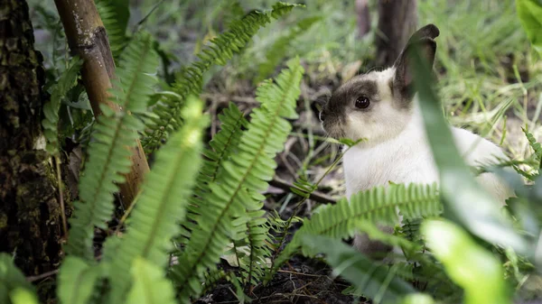 Eğrelti Otunun Arkasındaki Yavru Tavşan Yeşil Çimenlikteki Tavşan Yaz Bahar — Stok fotoğraf