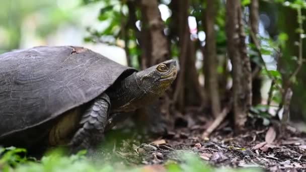 Een Schildpad Loopt Schaduwrijke Tuin Amfibieën — Stockvideo