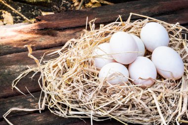 Ördek yumurtaları ya da pilav yuvalarında beyaz tavuk yumurtaları. Metin girmek için boş alan. Açık doğal çiftliklerden bir sürü yumurta.