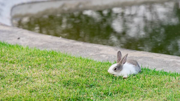 Little Bunnies Were Happy Green Lawn Grazing Young Shoots Gusto — Stockfoto