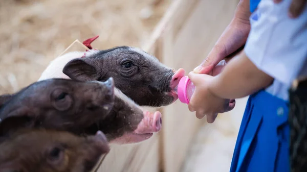 Babi Kecil Yang Lucu Diberi Makan Dari Botol Bayi Ibu — Stok Foto