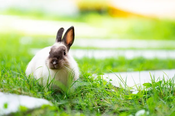 White and brown bunnies are jumping and running in green fields. Freedom. Easter. Summer or spring. Empty space for entering text.