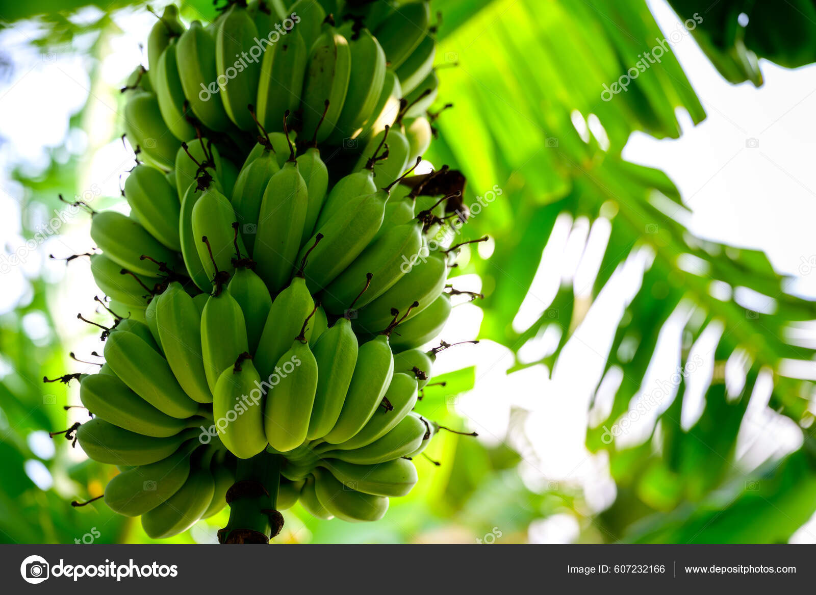 Fresh Bunch Green Pisang Awak Sugar Bananas Trees Stock Photo by  ©Seahorse_Photo_in_BKK 607232166