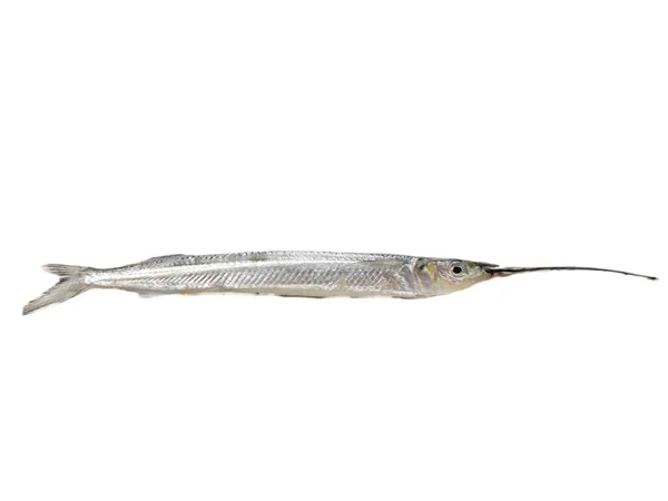 Färsk Ballyhoo Halvnäbb Eller Ballyhoo Fish Hemiramphus Brasiliensis Isolerad Whitebackground — Stockfoto