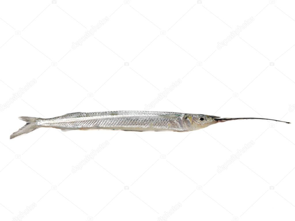 Fresh Ballyhoo halfbeak or Ballyhoo Fish (Hemiramphus brasiliensis) is isolated on whitebackground.Selective Focus.