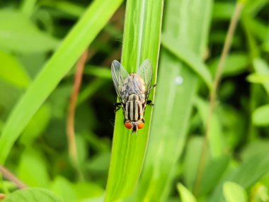 Et sineği (Sarcophagidae) yeşil çimlerin üzerinde oturmaktadır..
