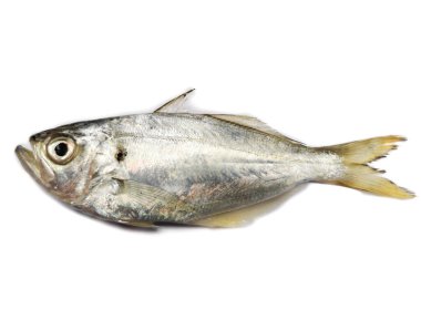 Taze beyaz balığın seçici odağı beyaz bir arka planda sahte Trevally izole edilmiş..