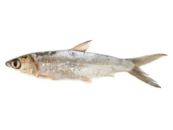 Elops machnata veya Tenpounder