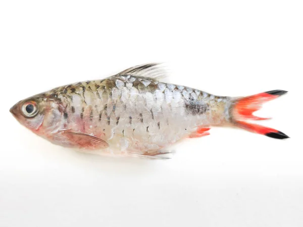 Barba Filamento Dawkinsia Filamentosa Paral Fish Isolado Fundo Branco Foco — Fotografia de Stock