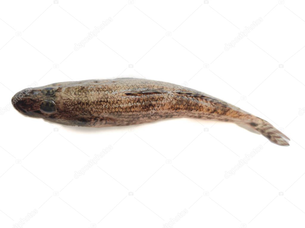 Glossogobius or Tank goby isolated on white background.Selective focus