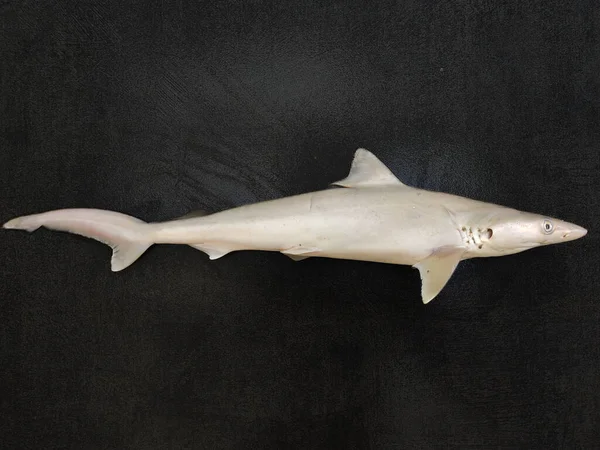 Requin Lait Rhizoprionodon Acutus Isolé Sur Une Texture Noire Décorée — Photo