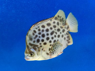 Selective focus of Spotted Scat fish(Scatophagus argus isolated on a white Background.