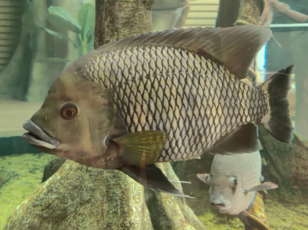 Selective focus of Zebra Tilapia (Heterotilapia buttikoferi) fish in a pond.