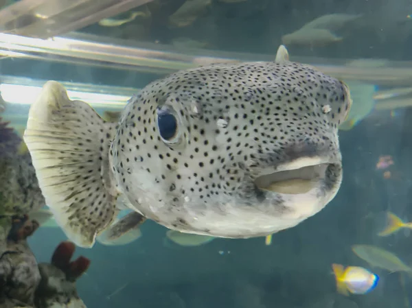 Selective Focus Giant Porcupine Fish Spotted Porcupine Fish Diodon Hystrix — Stok fotoğraf