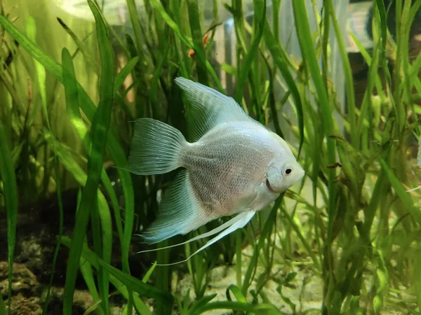 Fresh water Silver angel fish in a aquarium,Selective focus.