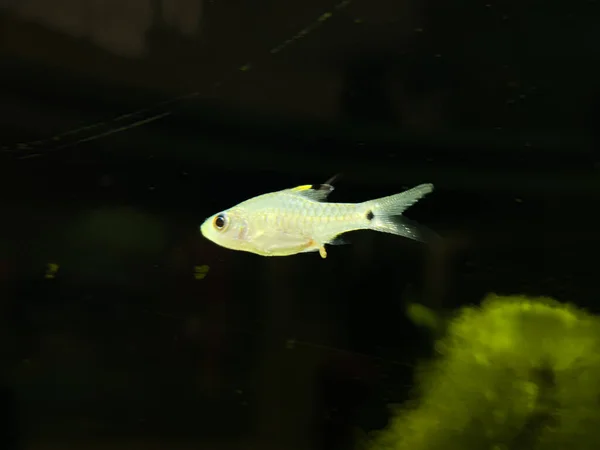 Drape Fin Barb (Oreichthys crenuchoides)fish in a aquarium.Selective focus.