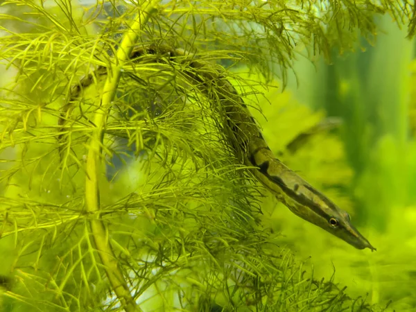 Selective focus of The zig-zag eel (Mastacembelus armatus), also known as the tire-track eel, tire-track spiny eel or marbled spiny eel.