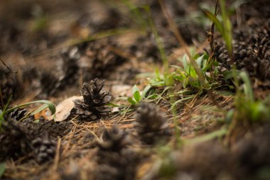 Çam kozalağına yakın.