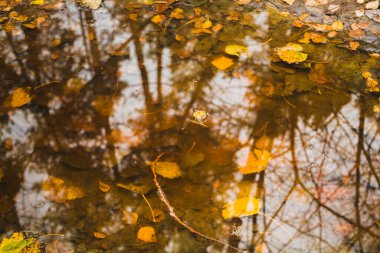 Temiz su birikintisindeki ağaçların yansıması