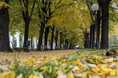 Sonbahar için güzel bir duvar kağıdı. Turuncu yeşil ve sarı yapraklı bir parkın güzel bir fotoğrafı. Biri bisiklete binerken yerdeki ağaçların yaprakları dökülüyor. Harika manzara.