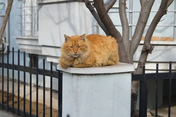 Eine Gelbe Katze Sitzt Auf Dem Zaun — Stockfoto