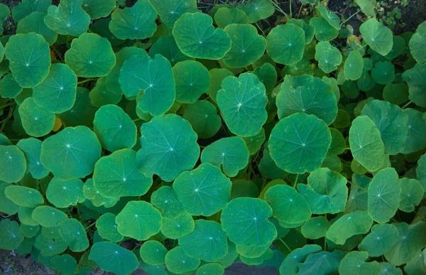 Hojas Verdes Fondo Verde Natural —  Fotos de Stock