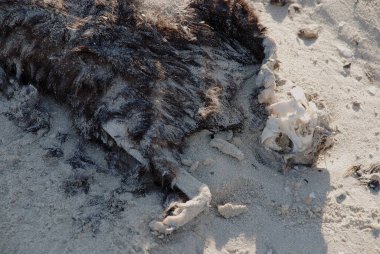 Kumda ölü kedi kafatasıyla çürür.